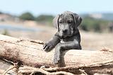CANE CORSO 466